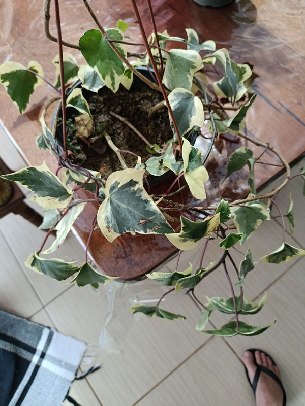 Identificação da planta Hera-argelina por foto