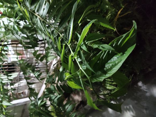 Identificação da planta Pau-pólvora por foto