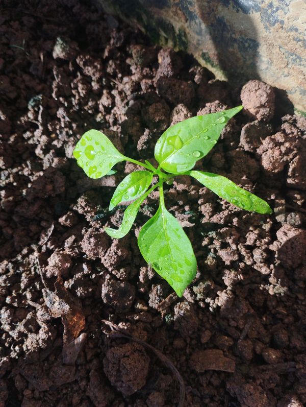Identificação da planta Malagueta por foto