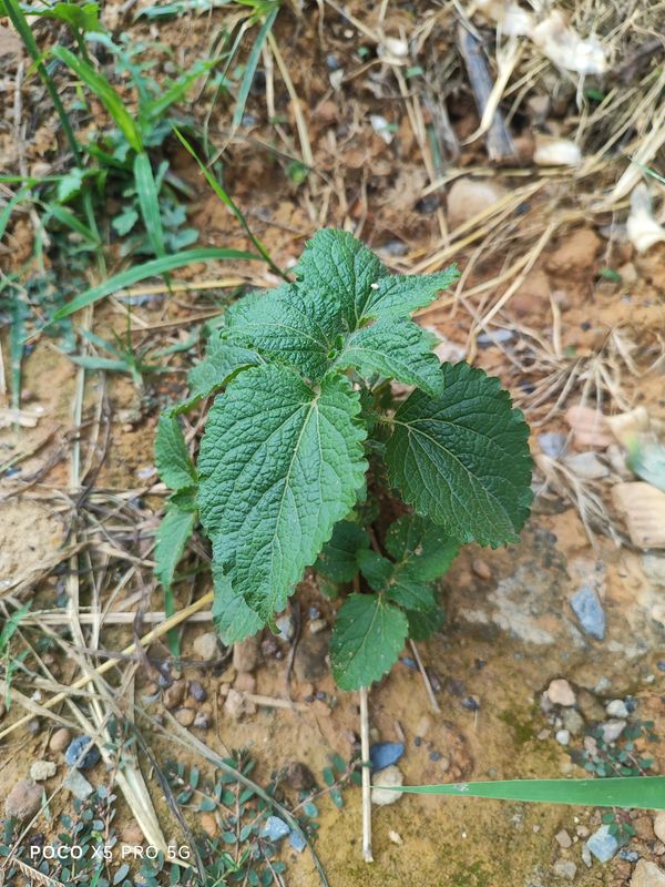 Identificação da planta Mentrasto por foto