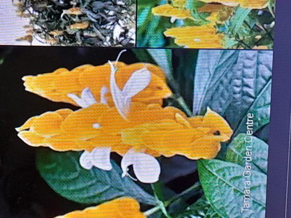 Identificação da planta Língua-de-sogra por foto