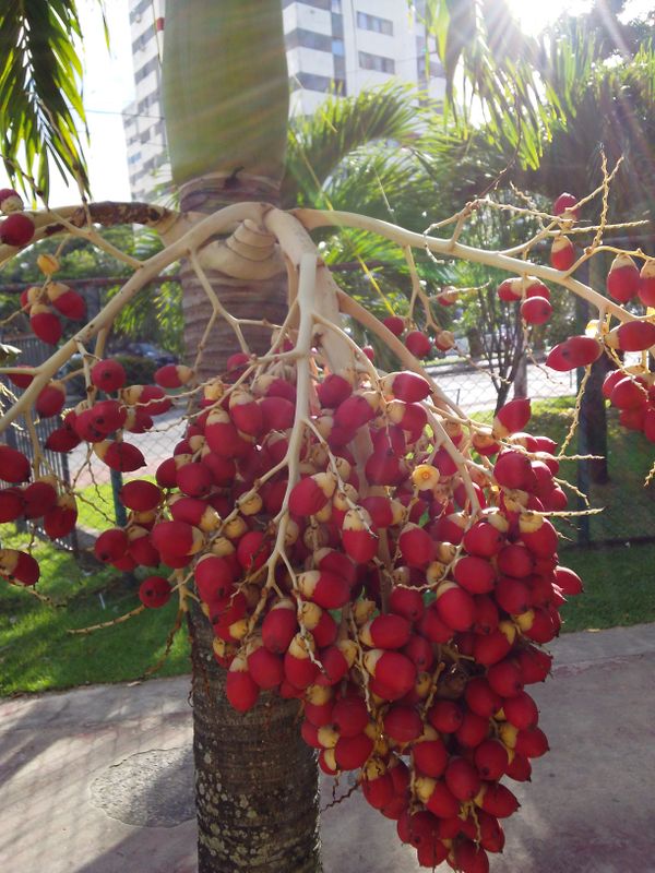Identificação da planta Palmeira por foto