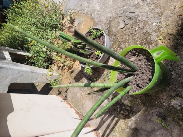 Identificação da planta Lança de São Jorge por foto