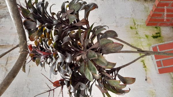 Identificação da planta Dracena por foto