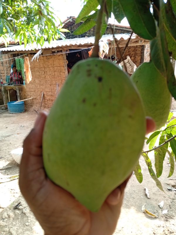 Identificação da planta Manga por foto