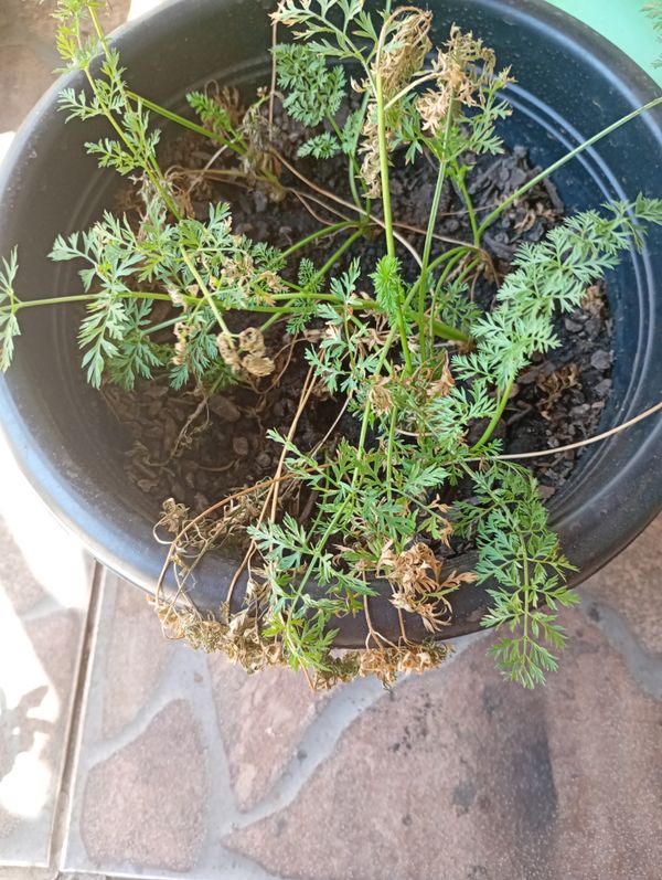Identificação da planta Cenoura por foto