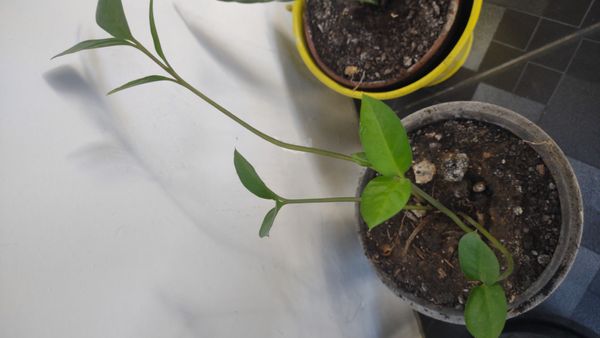 Identificação da planta Bredo-de-espinafre por foto