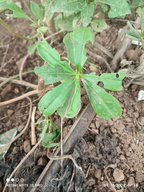 Identificação da planta Maria-gorda por foto