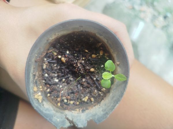 Identificação da planta Dinheiro em penca por foto