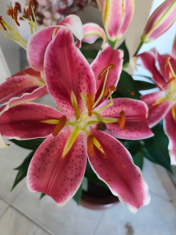 Identificação da planta Lírio por foto