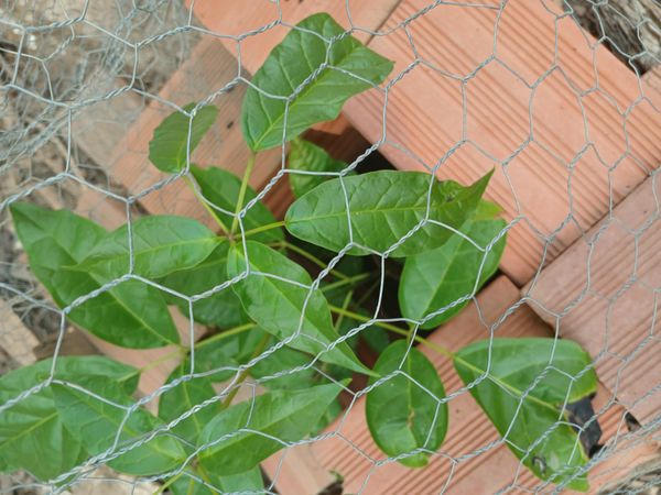 Identificação da planta Ipê Rosa por foto