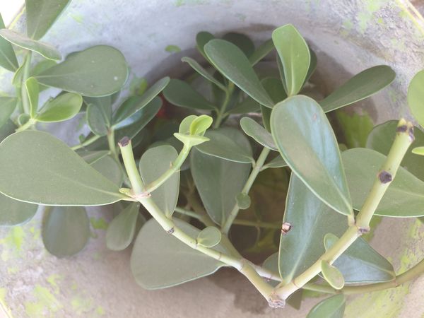 Identificação da planta Abaneiro por foto