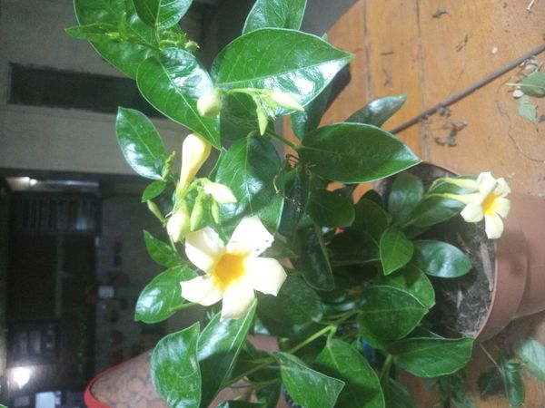 Identificação da planta Jasmim-do-chile por foto