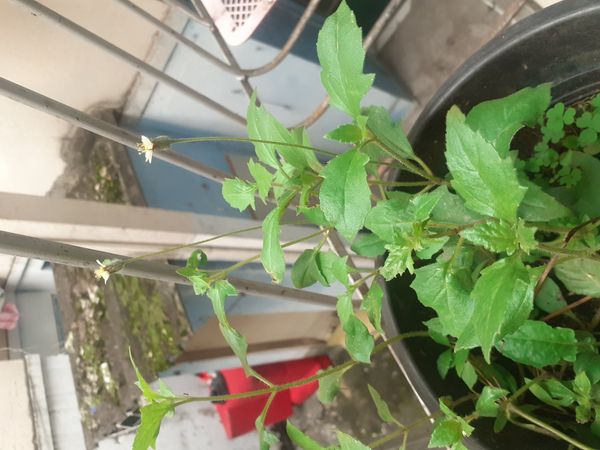 Identificação da planta Erva-de-touro por foto