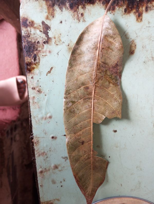 Identificação da planta Manga por foto