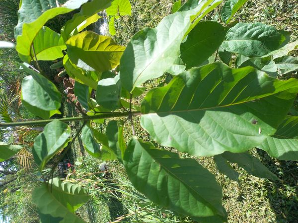 Identificação da planta Ipê Rosa por foto