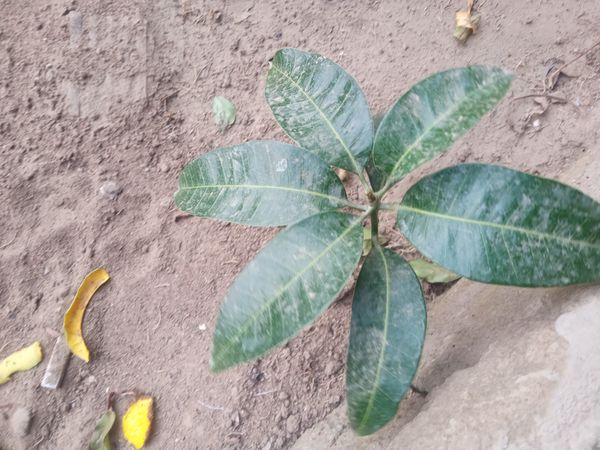 Identificação da planta Manga por foto