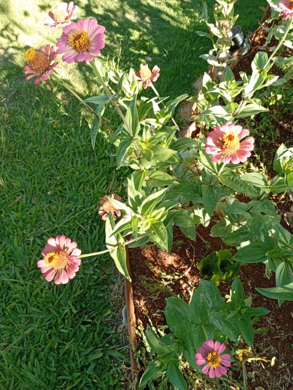 Identificação da planta Zinnia por foto