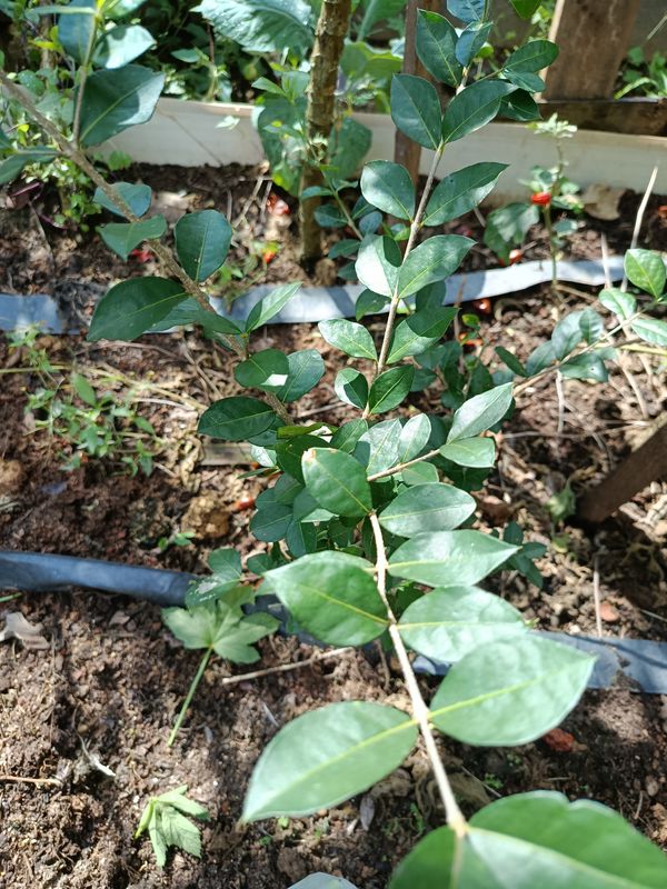 Identificação da planta Acerola por foto