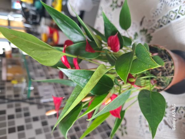 Identificação da planta Micro antúrio por foto