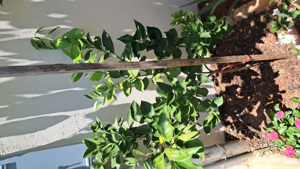 Identificação da planta Limão por foto
