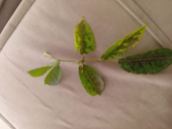 Identificação da planta Ipê-amarelo por foto