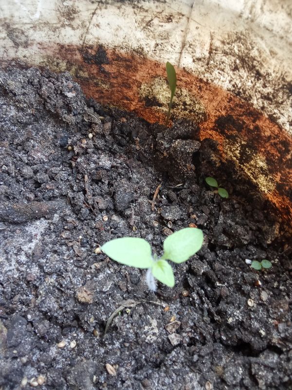 Identificação da planta Tomate por foto