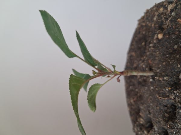 Identificação da planta Maçã por foto