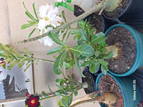 Identificação da planta Rosa do deserto por foto