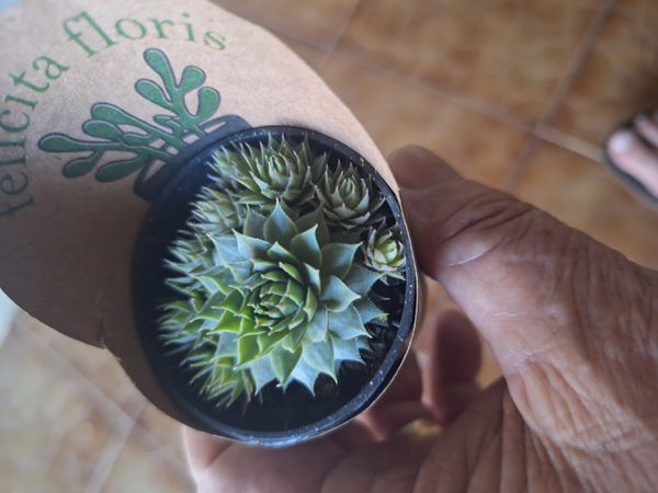 Identificação da planta Flor pontuda por foto