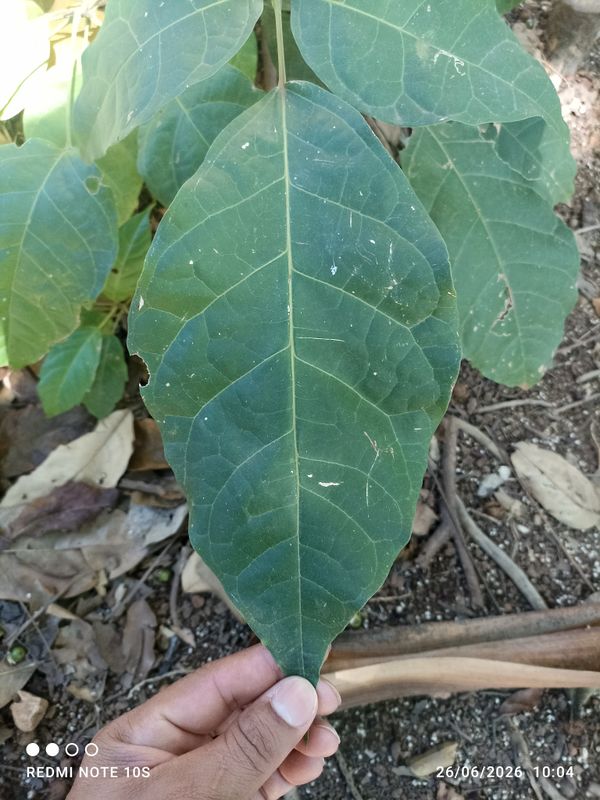 Identificação da planta Ipê Rosa por foto