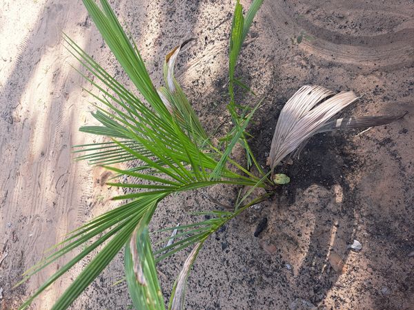 Identificação da planta Coqueiro por foto