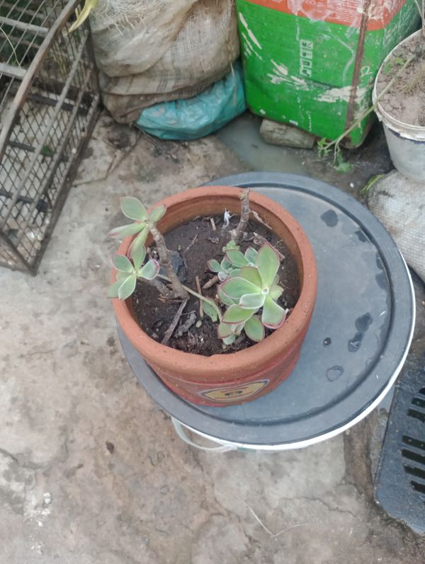 Identificação da planta Planta pelicia por foto