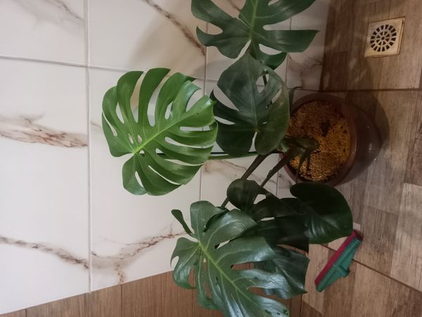Identificação da planta Costela-de-adão por foto