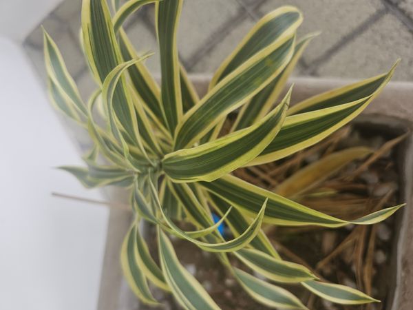 Identificação da planta Pleomele por foto