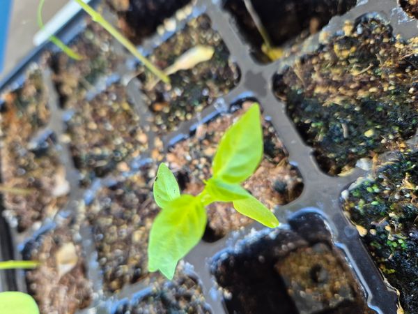 Identificação da planta Malagueta por foto