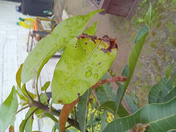 Identificação da planta Manga por foto