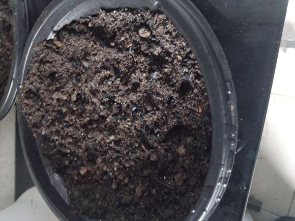 Identificação da planta pedras-vivas por foto