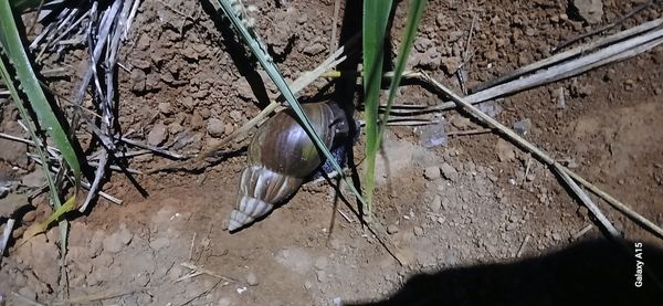 Identificação da planta freesia por foto