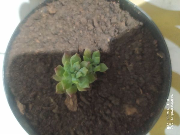 Identificação da planta Graptopetalum macdougallii não possui um nome popular amplamente reconhecido no Brasil por foto
