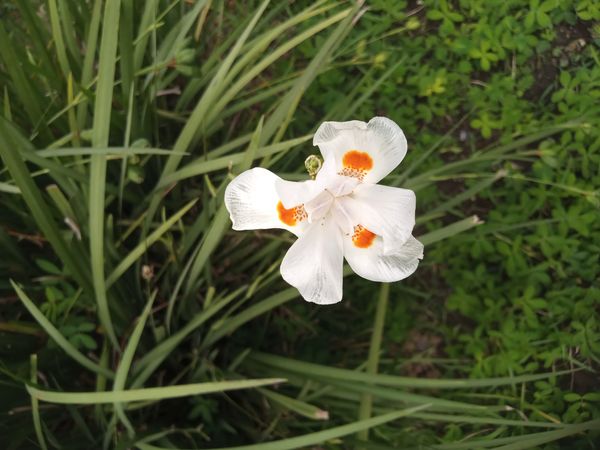 Identificação da planta Lírio-do-brejo por foto
