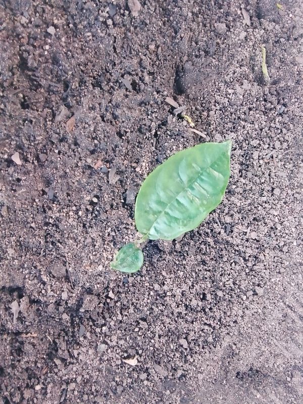 Identificação da planta Combava - mutação por foto