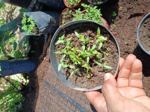 Identificação da planta Malagueta por foto
