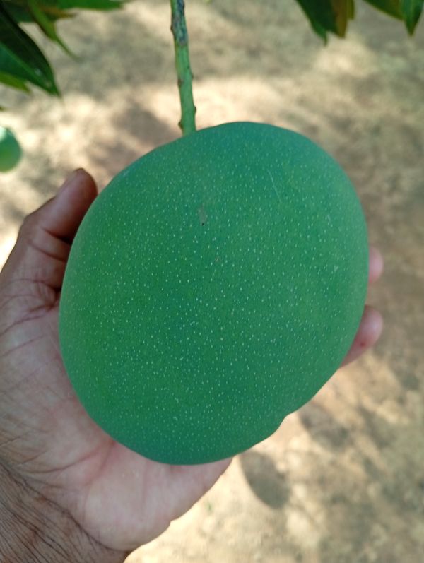 Identificação da planta Manga por foto