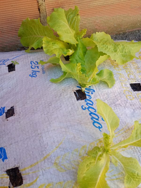Identificação da planta Alface por foto