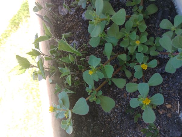 Identificação da planta Portulaca por foto