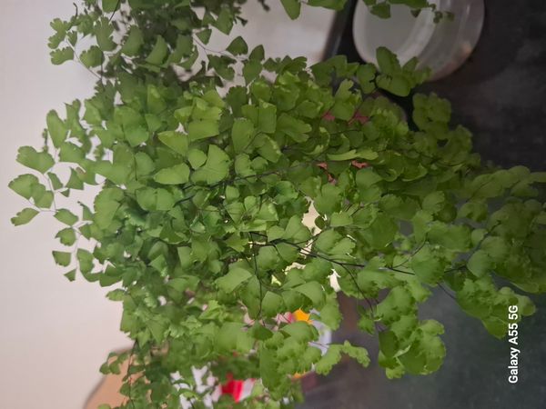 Identificação da planta Avenca por foto