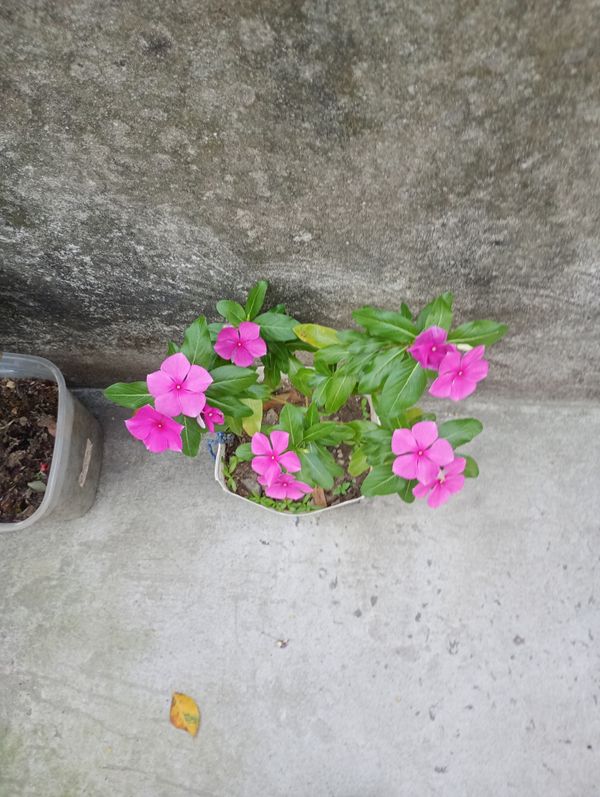 Identificação da planta Vinca por foto