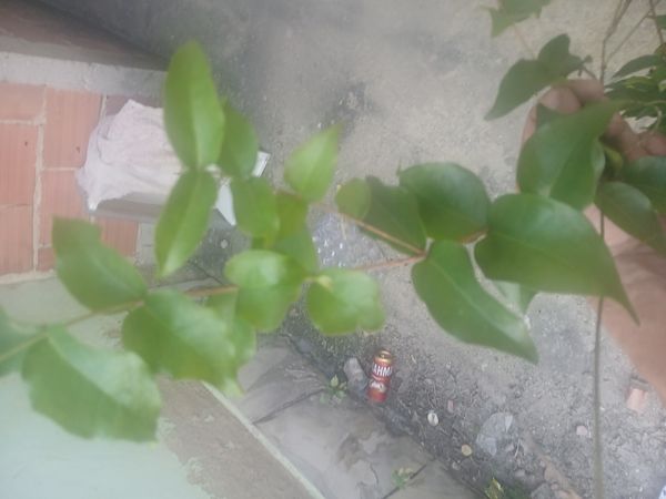 Identificação da planta Pitanga por foto