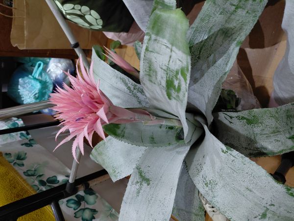 Identificação da planta Bromélia por foto